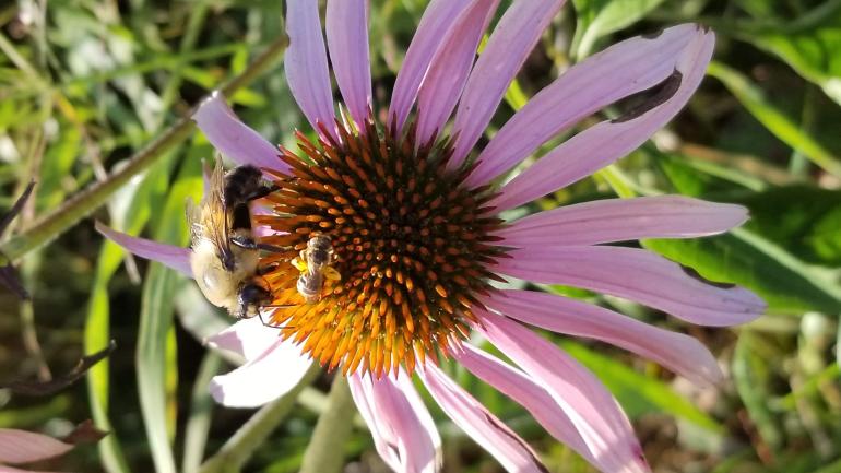 Biodiversität schützt Bienengemeinschaften vor Krankheiten