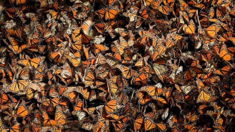 Klimaerwärmung und Landwirtschaft haben Insekten-Populationen halbiert