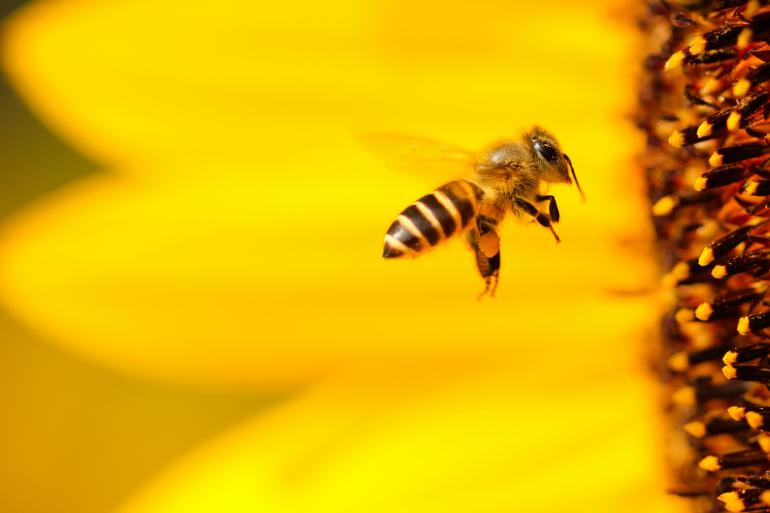 Bienenpollen aus Bayburt