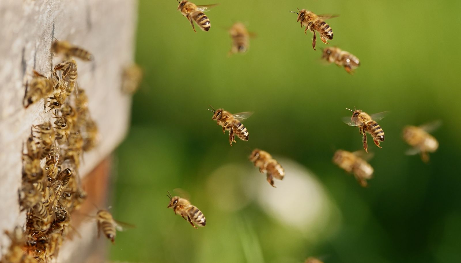 Florida: Paar findet Bienenstock mit 80.000 Bienen