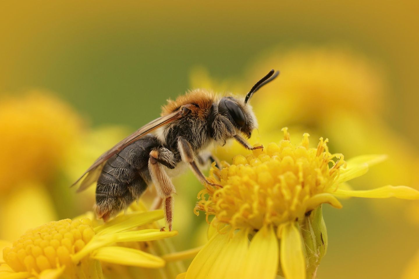 Wie unterscheidet man Honig- und Wildbienen?