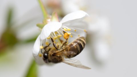 Bienen in Deutschland sind fleißiger als je zuvor