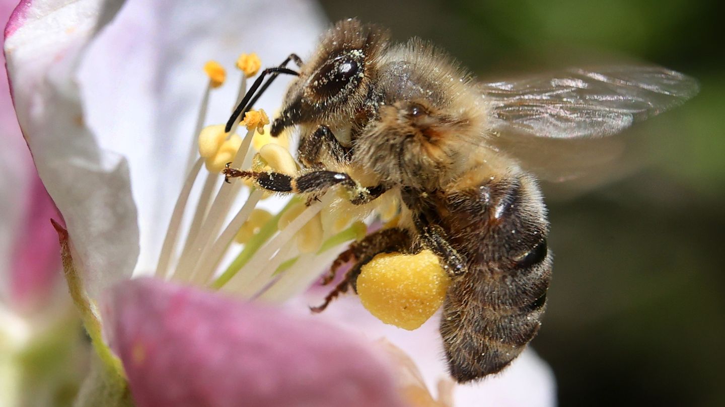 Bienen in Deutschland sind fleißiger als je zuvor