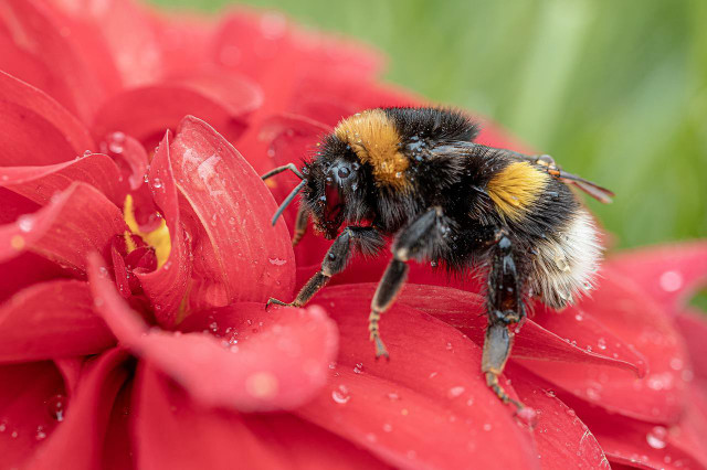 Bestäuberinsekten: Die heimlichen Stars neben der Honigbiene