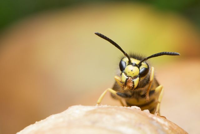 Winterschlaf bei Bienen: So kommen sie durch die kalten Monate