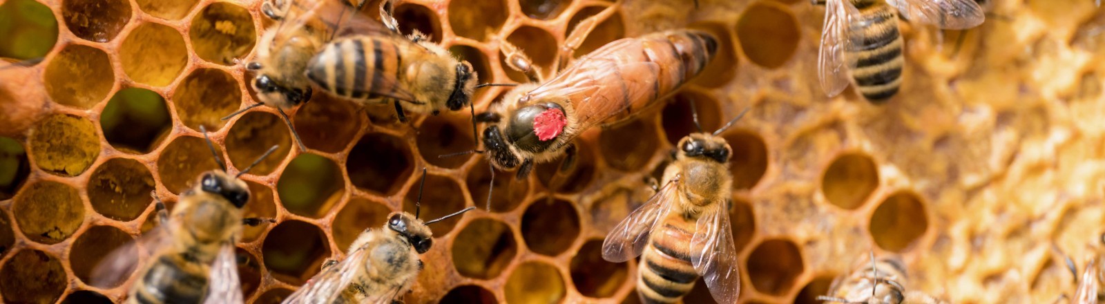 Bienen sind erstaunlich intelligent