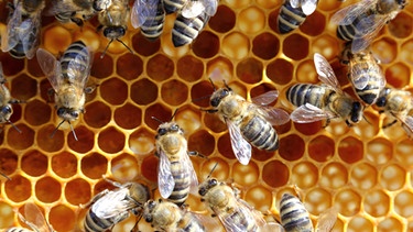 Jahrtausende altes Heilmittel: Honig – gut als Massage und fürs Immunsystem