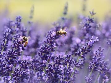 Achtung: Diese 3 Pflanzen sind für Bienen nutzlos
