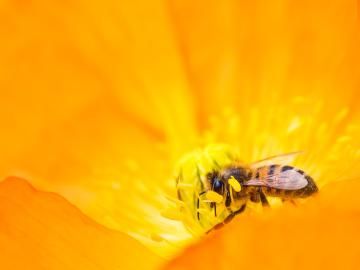 Bienen schützen: Die 5 besten Tipps