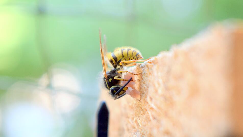 So vertreibst du Wespen und Bienen