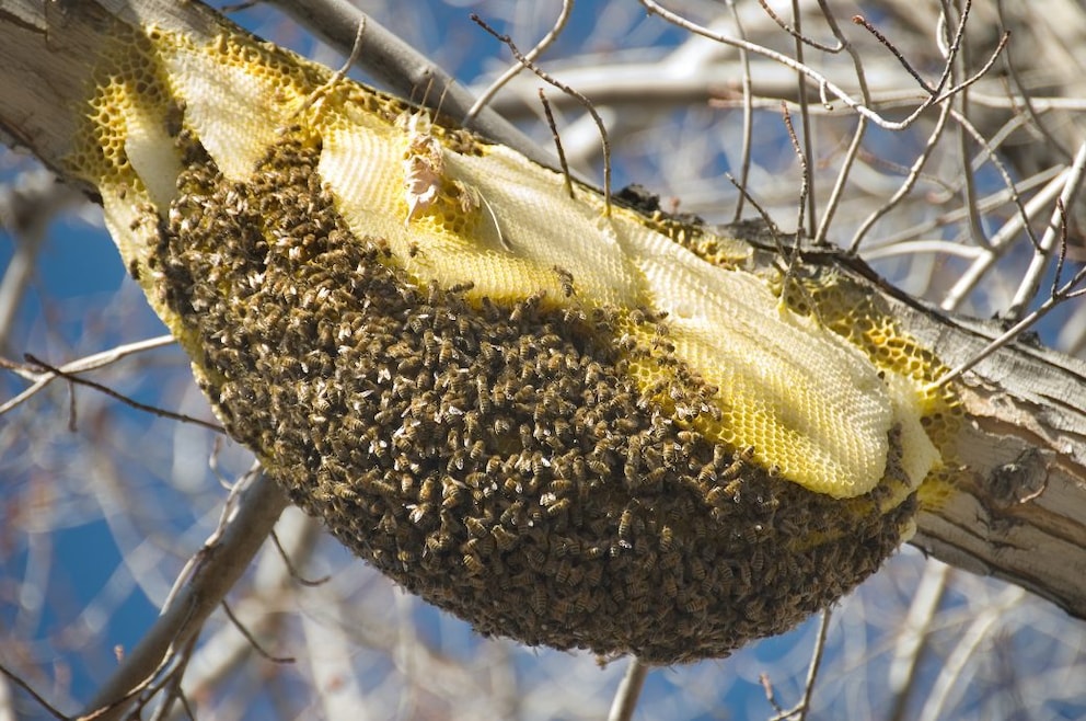 Bienennest im Garten: Warum man es nicht entfernen sollte