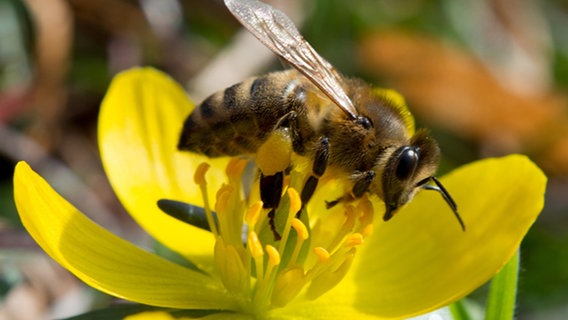 Die neue Lust am Imkern - vom Honig bis zum Artenschutz