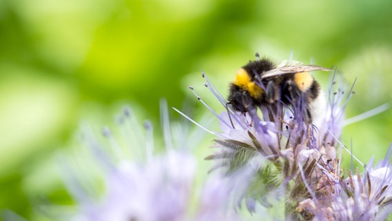 Bienen in Not: Mit diesen Tipps können Menschen helfen