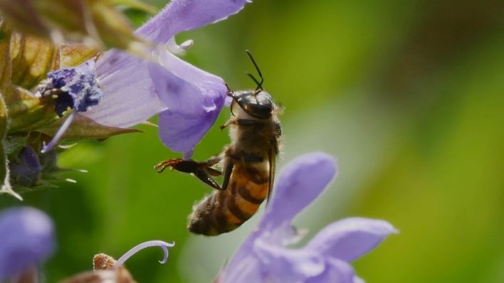 Hitzewelle in Deutschland: So sollten wir aktuell mit Bienen und Wespen umgehen
