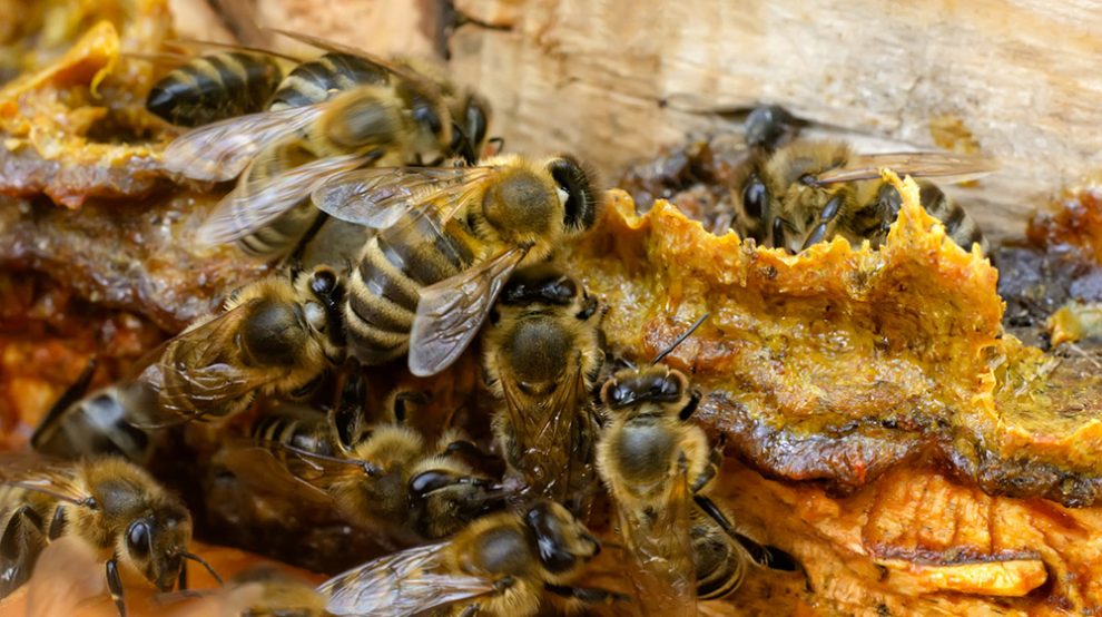 Wie sich Honigbienen selbst gegen Parasiten behandeln