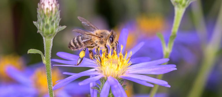 Pflanzen für Bienen | So wird Ihr Garten bienenfreundlich