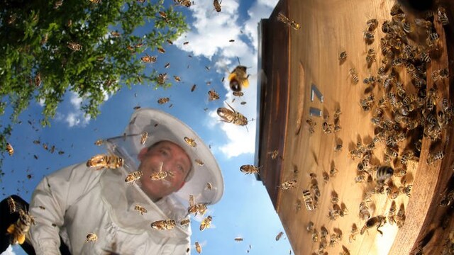 Bienenfans und Honig-Junkies – Was bewirkt der Imker-Boom?