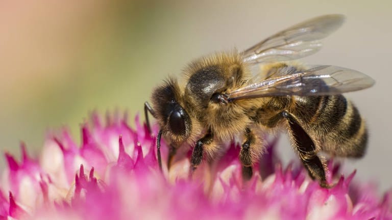 Die Ur-Biene – Neue Lebensräume für eine bedrohte Art