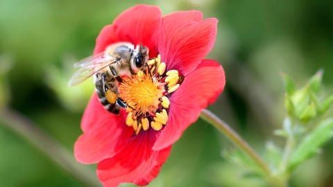4 Bestäubungsideen: Sind Roboterbienen die besseren Bienen?