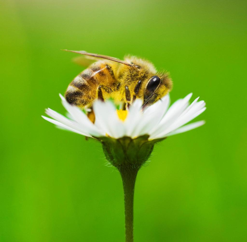 Bee Careful - Informationen rund um die Biene und die Imkerei